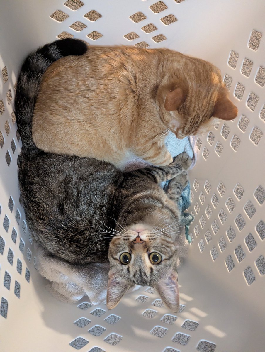 Jack the Cat 🧡🖤 tweet media