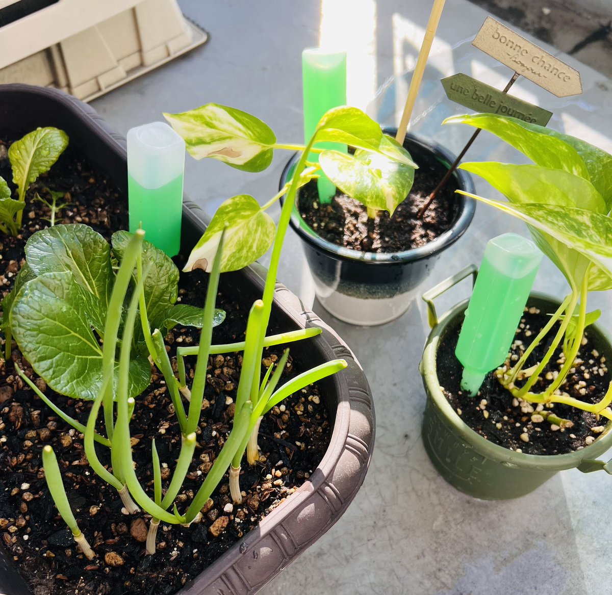 おねぎ様　リクエスト 適当に植えたネギが立派に育つ様を眺める朝