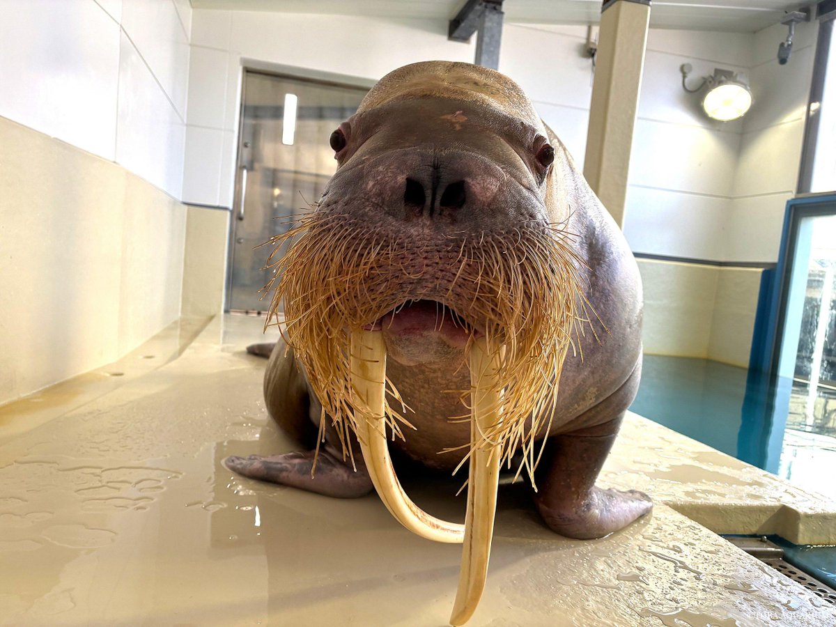 とばちゃん (@mtobachan) / Posts / X