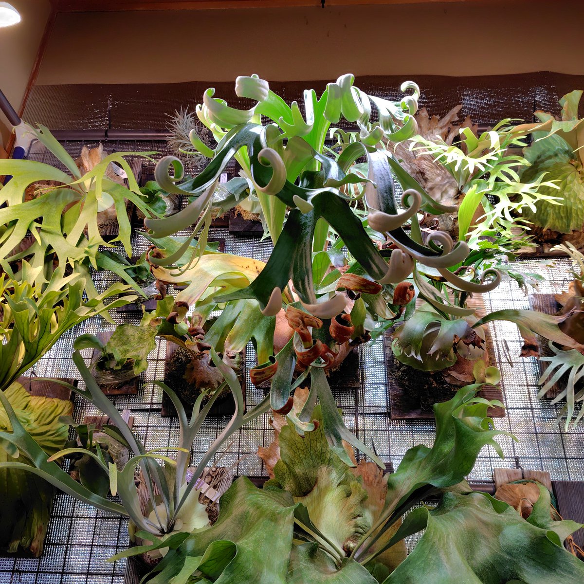 御本尊しき
#ビカクシダ
#platycerium