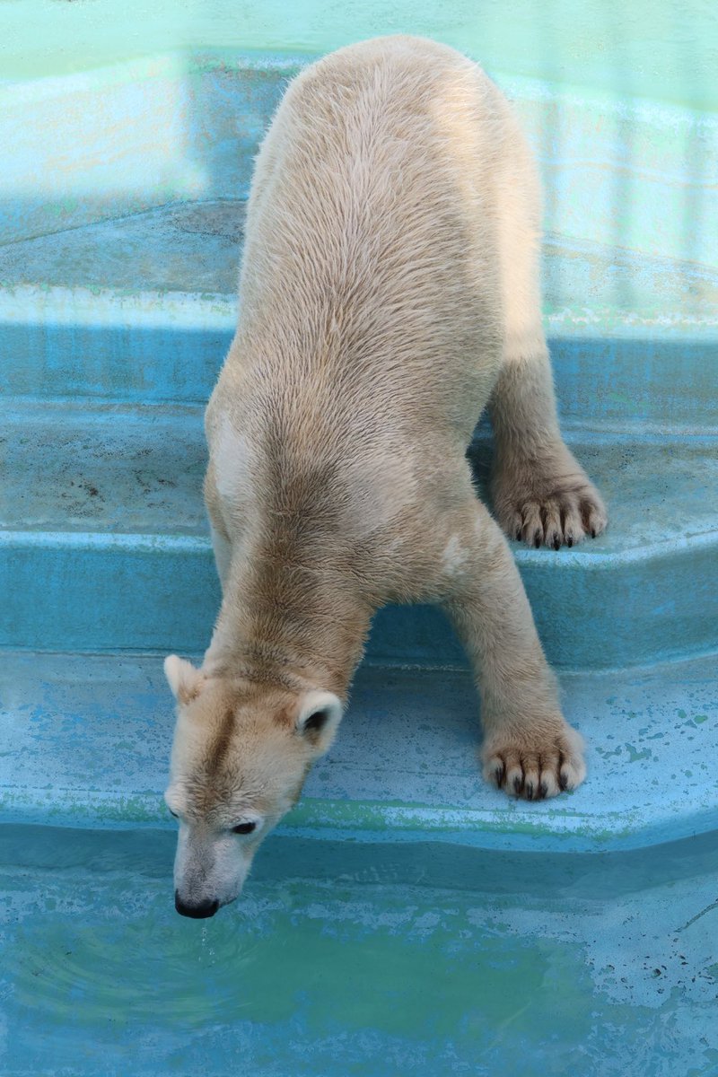 sin5650 @chie93730682 おはようございます🐻‍❄️✨ #マルル #釧路市