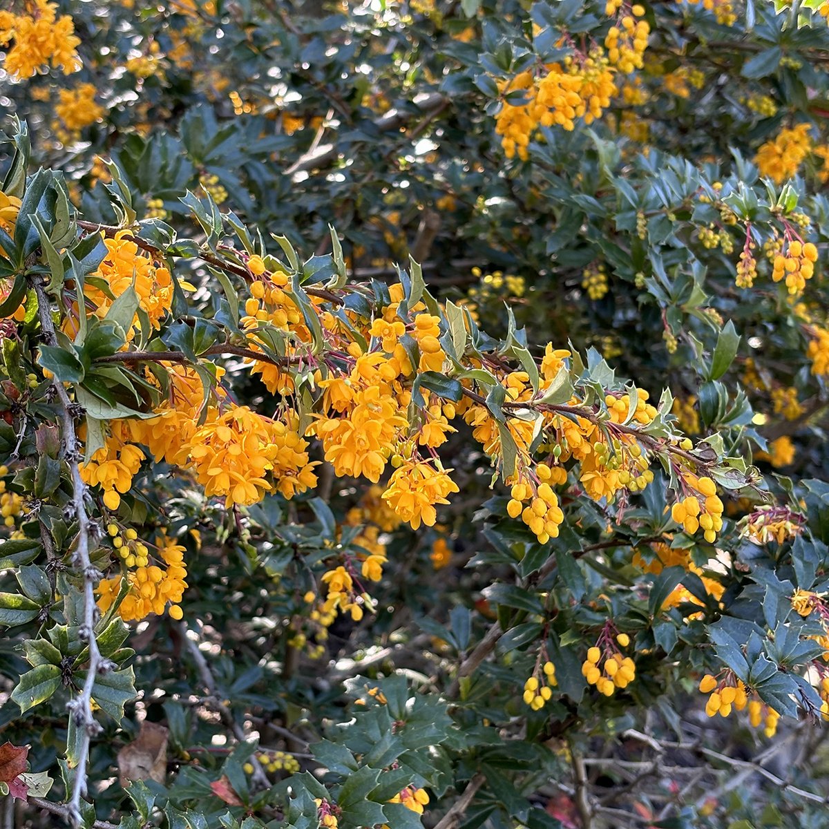Just in time for the weekend! Visit the Garden &amp; explore what's in bloom. #DarwinBarberry (Berberis darwinii), is an evergreen shrub native to South America. You can find this blooming now in the Garden's South American Area, bed: 607. botanicalgarden.berkeley.edu/visit/whats-in…
