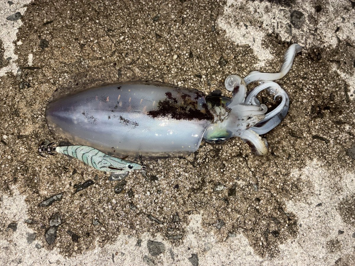 🌈AAA®(レイにゃん)🎈 tweet media