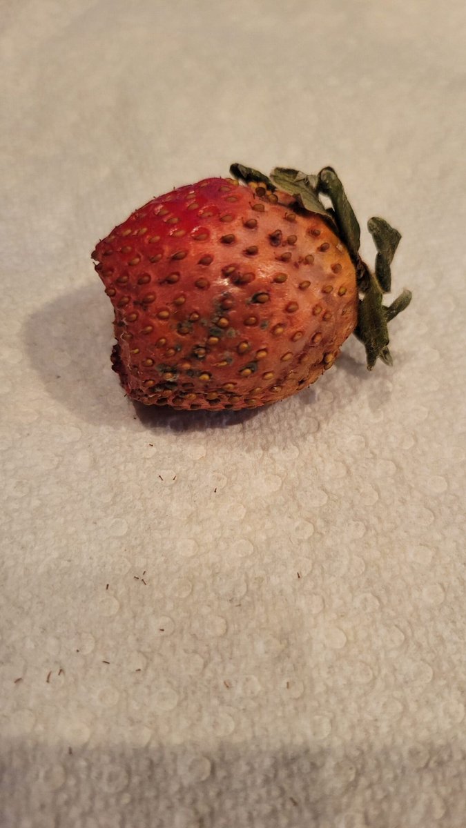 🙋‍♀️ Properly storing food in the refrigerator is essential for preserving freshness and extending shelf life. Certain foods have a surprisingly short lifespan, even under optimal refrigeration. Understanding the specif...  f.mtr.cool/godqnxotno