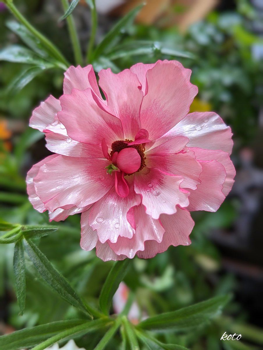 ヨッシー (@AOGSDkw5Qmr1X51) / Posts / X