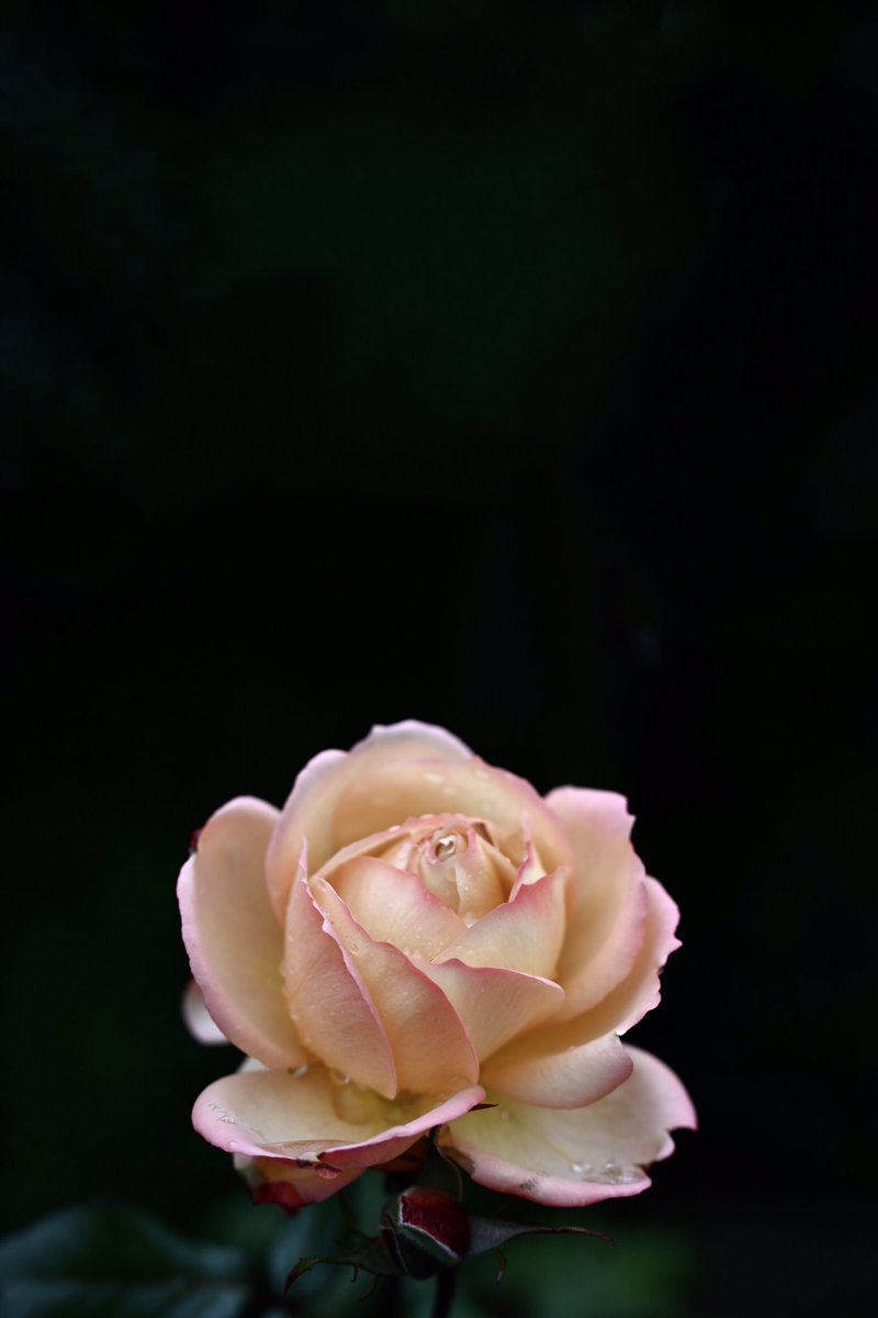 Flower Photo Club Community on X - 4.5K Members