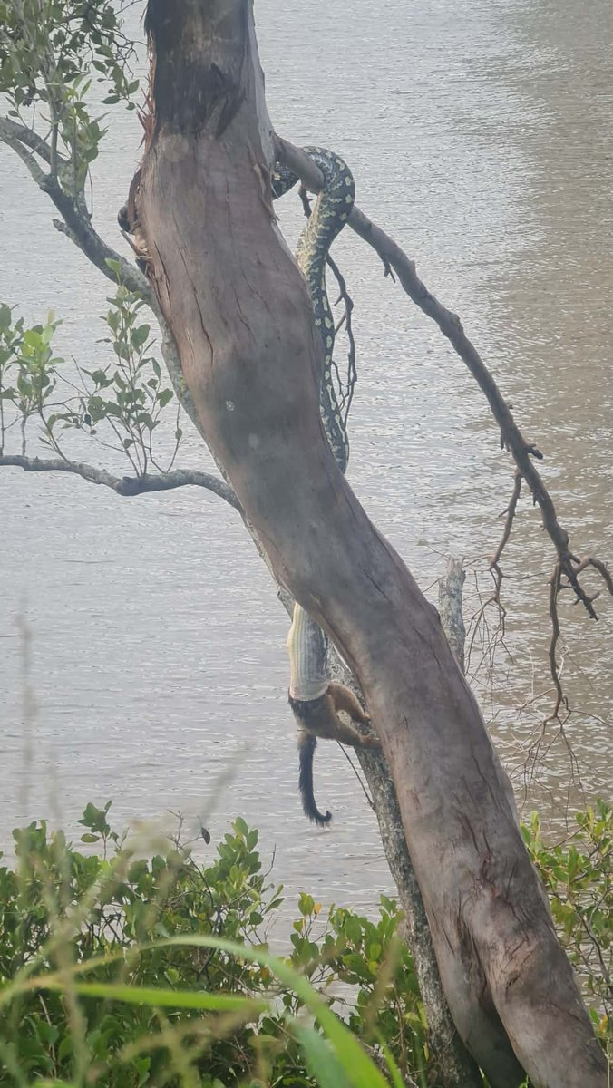 Possum for breakfast