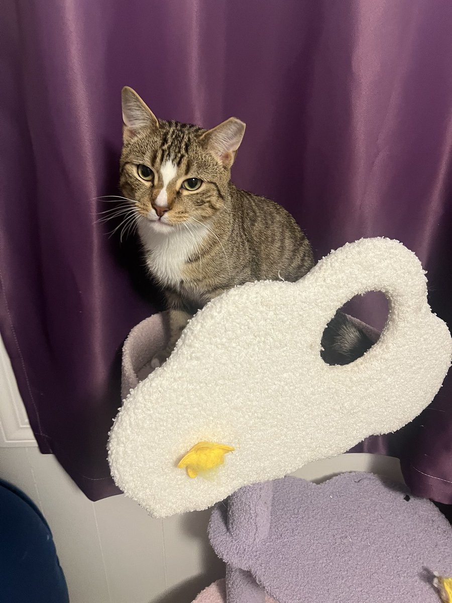 Althea ✨🌸 Pastel elf witch tweet media