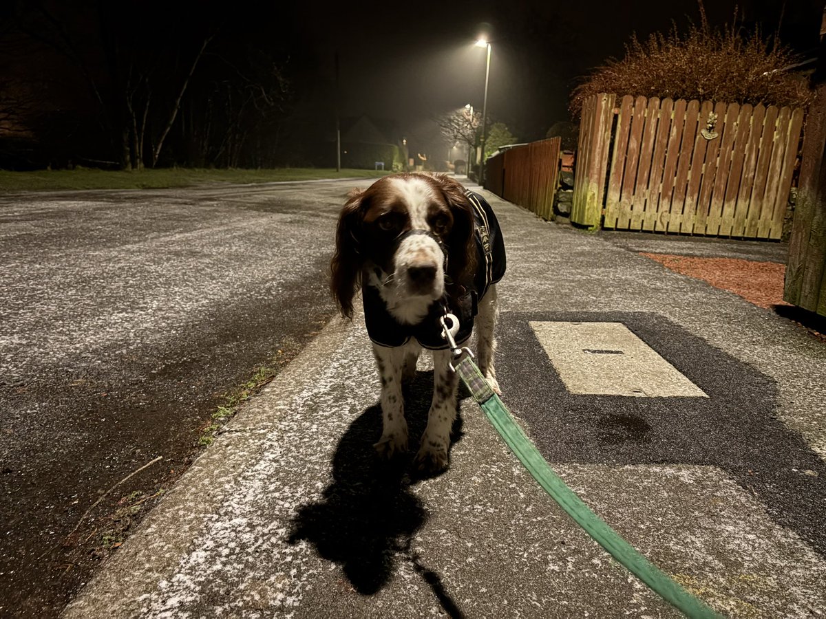 It’s a cold winters night with us, Nelly decided to stay in the warm 🥶🐶🐾🐶🐾 #SparkyandNellysWalk