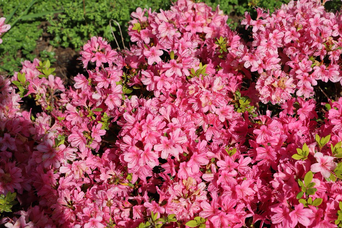 RealityDesignz's tweet image. The sun is shining so brightly, it almost feels like summer is here 🌞🌸