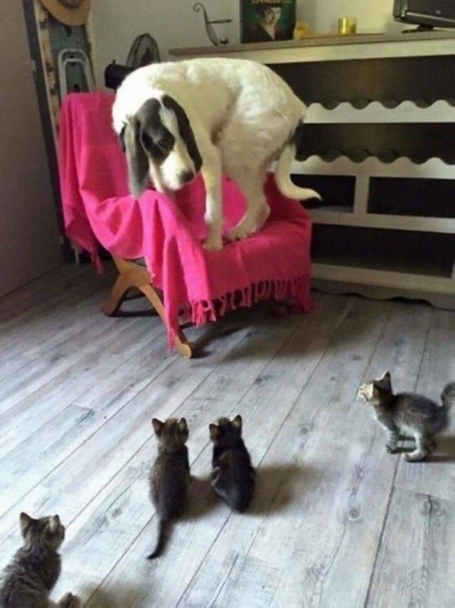 SlenderSherbet's tweet image. "I SWEAR TO GOD I DON'T KNOW WHERE THE TREATS ARE, PLEASE, I HAVE A FAMILY"