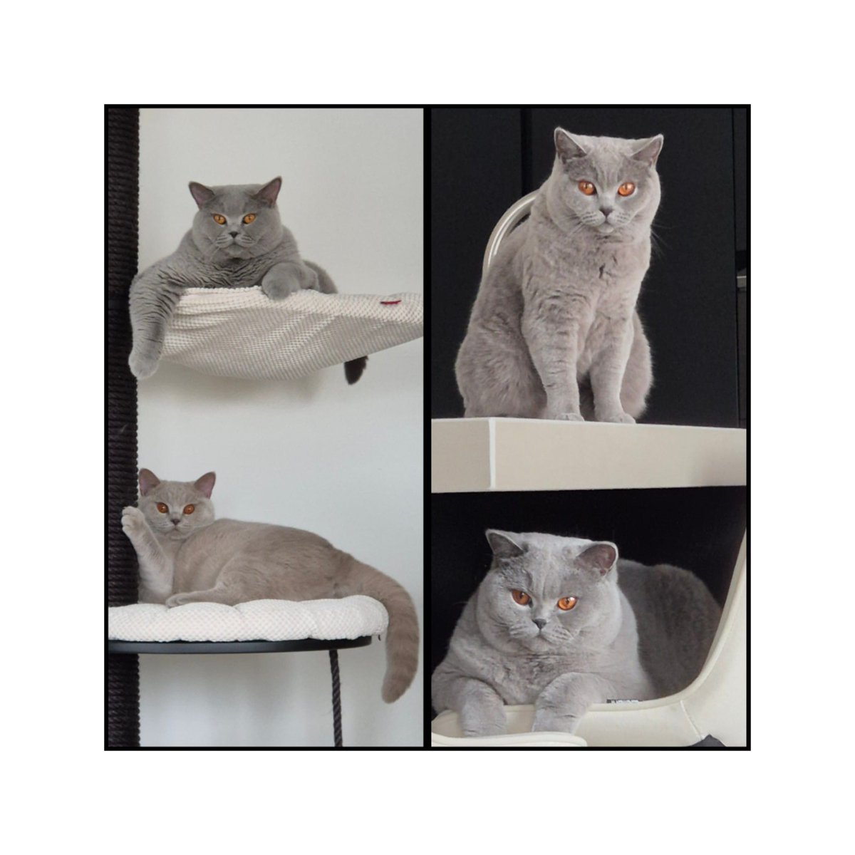 TinusMoonwalker's tweet image. Er is natuurlijk maar 1 glamourpoes.... 4 dan #themaskedsinger