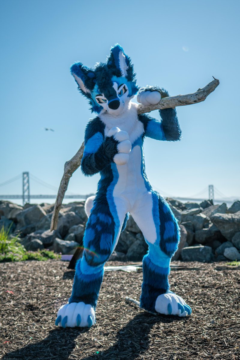 skeelshusky's tweet image. The bigger the puppy the bigger the stick 

#FursuitsFriday 
📸 @isographist