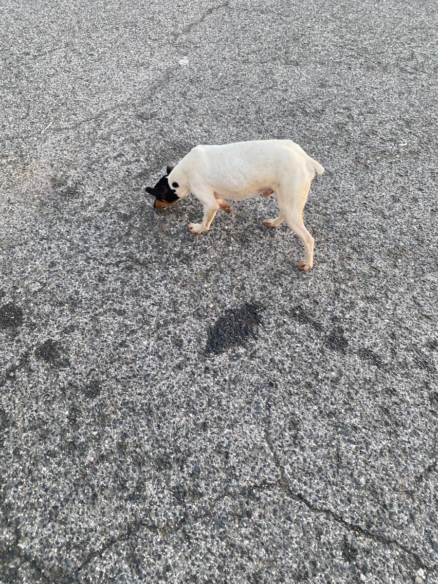 SilviaMylo's tweet image. Llevan desde la una de al mediodía a más o menos, expuestos a que los pille un coche o los maten 😞
Una mujer los ha visto en el área de Los Palacios, Sevilla, donde el aeropuerto, les ha dado un bocadillo a cada uno, pero ella vive en Cádiz se ha tenido que ir, estaba de paso.…