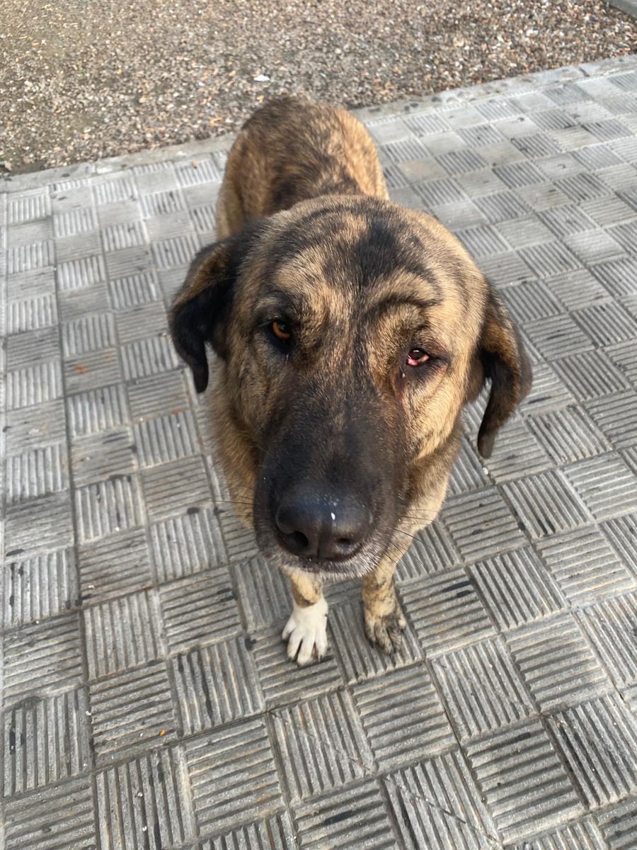 SilviaMylo's tweet image. Llevan desde la una de al mediodía a más o menos, expuestos a que los pille un coche o los maten 😞
Una mujer los ha visto en el área de Los Palacios, Sevilla, donde el aeropuerto, les ha dado un bocadillo a cada uno, pero ella vive en Cádiz se ha tenido que ir, estaba de paso.…