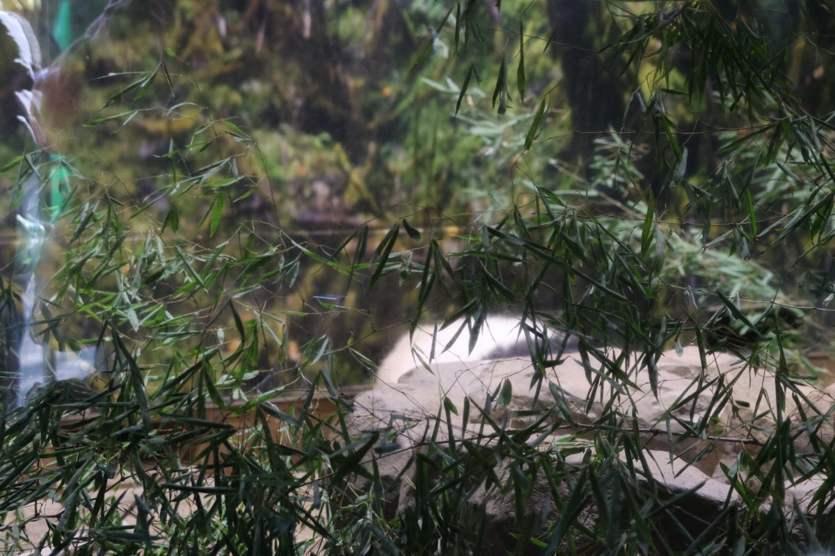 キャンセル枠で会えた1月8日のシャオレイ🐼⁉️
白いもふもふと笹🌿

#シャオシャオ #レイレイ
#上野動物園