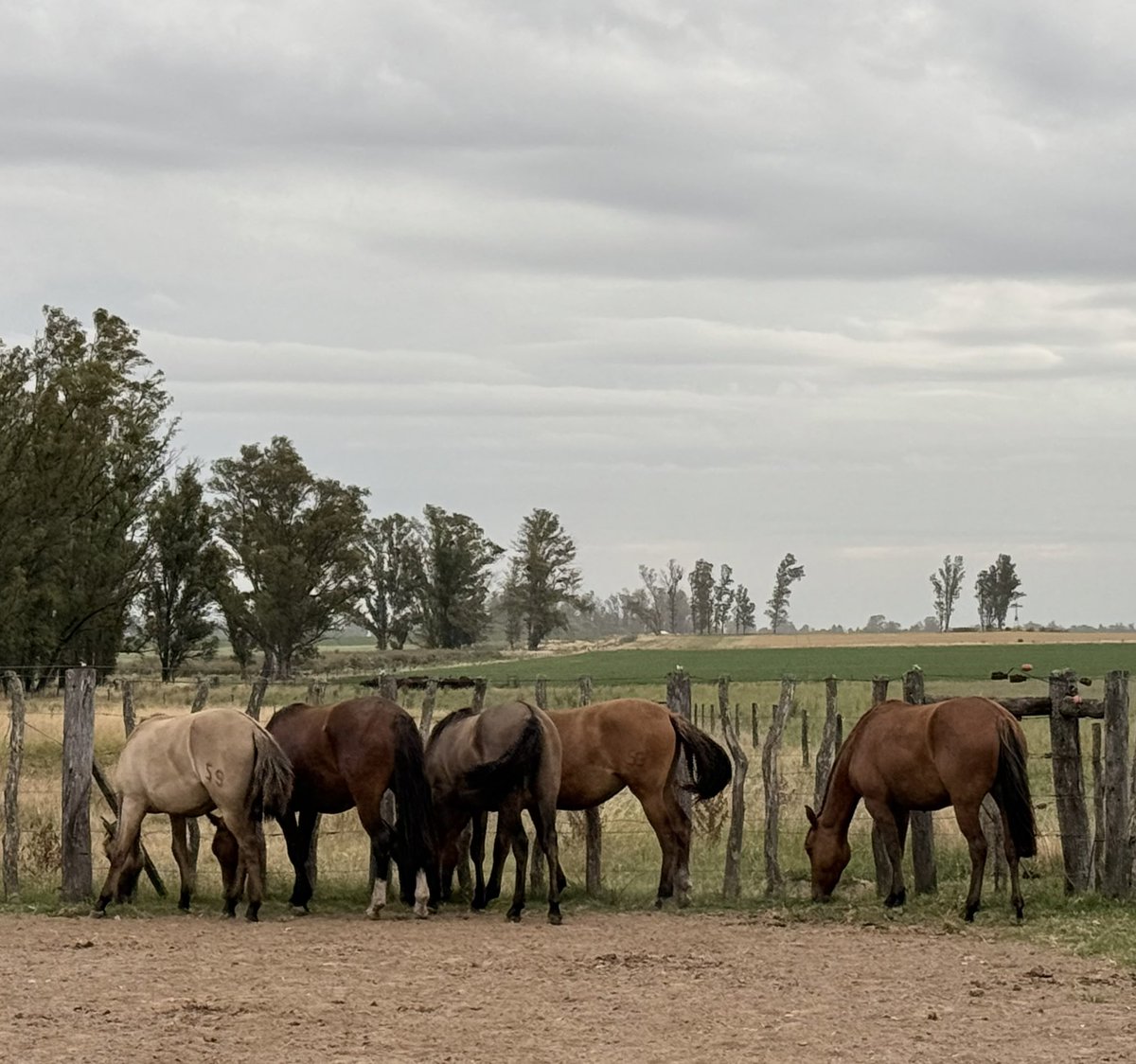 Labitori's tweet image. Amor a primera vista? 🥰
Re mil si, bienvenidas a su nuevo hogar chiquitas.