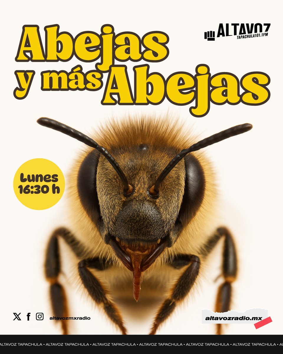 altavozmxradio's tweet image. 🐝🍯Protege a quien endulza tu mundo.🐝🍯

Un programa para conocer el mundo de las abejas y  su importancia en el ecosistema de la región Soconusco y el mundo. 🐝🌎

#Abejas y más Abejas

☀️️️Tapachula
🗓️Lunes
⏰16:30 h

📲 Sintonízalo en: altavozradio.mx/#/red-altavoz/…