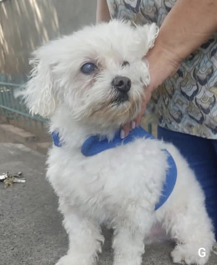 #Caracas
#ElValle
#Coche

🚨🚨🚨🚨🚨🚨🚨🚨🚨🚨🚨
Este perrito apareció por los lados de Coche. Se presume extraviado🐶🤍🤍🤍
Favor difundir🙏🏻🇻🇪🫂
Contacto:04148229607
Gracias 😊