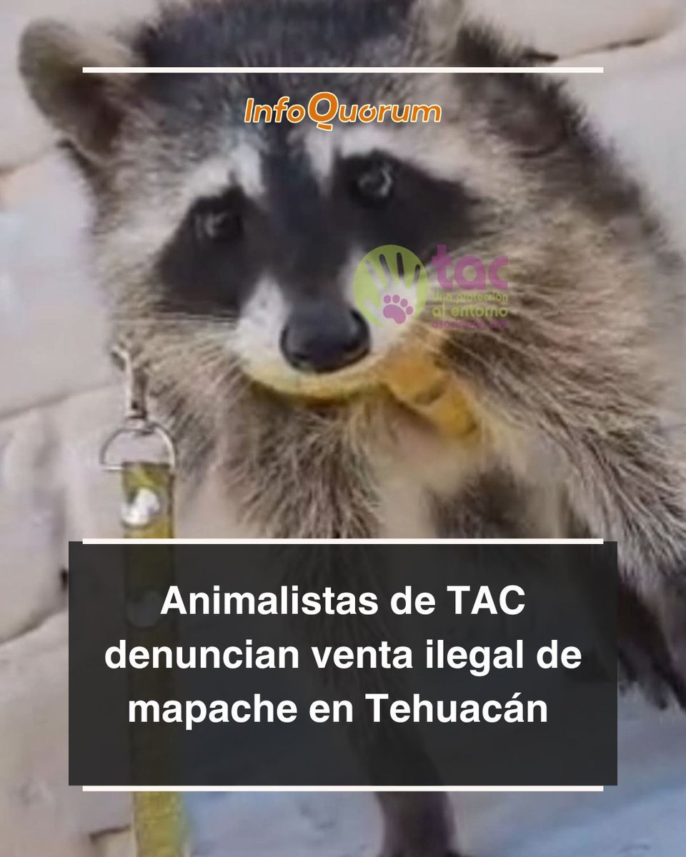 quorum_mx's tweet photo. 🚨🦝 Gracias a un reporte ciudadano, la organización social #animalista TAC detectó la #VentaIlegal de un #𝗺𝗮𝗽𝗮𝗰𝗵𝗲 (𝗣𝗿𝗼𝗰𝘆𝗼𝗻 𝗹𝗼𝘁𝗼𝗿) 𝘃𝗶𝘃𝗼, en #Tehuacán
🟠Las defensoras de #animales presentó una #denuncia formal, ante las autoridades competentes, por la comercialización de esta especie protegida.
🟠🐾Informaron que este caso "se inscribe dentro de un contexto preocupante para la #biodiversidad regional", pues existen investigaciones especializadas que documentan que entre 2016 y 2022, se realizaron en este municipio de #Puebla diversas operaciones vinculadas al #tráfico y manejo ilegal de fauna silvestre, en las que se retuvieron:
• 84 garras
• 43 colmillos
• 8 pieles
• 5 patas
• 7 carteras
• 6 taxidermias
• 4 cabezas
• 1 cráneo de jaguar
🟠 Además de que en fechas recientes se han hecho aseguramientos de un puma, un coyote, un tucán, un loro azteca (Aratinga nana) y otros ejemplares protegidos recuperados en la región.
@PROFEPA_Mx
@IBAGobPue