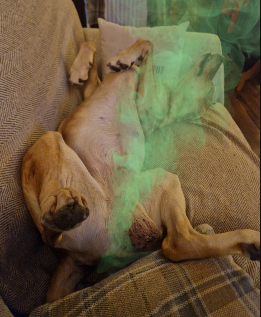 jambof3tornado's tweet photo. Appawrently I have turnippy farts!!! Dads sitting in da firing line and has boaked 3 times now......I don't remember eating turnip(Scottish swede) #HowDidThatHappen https://t.co/xt0eyDJBv9