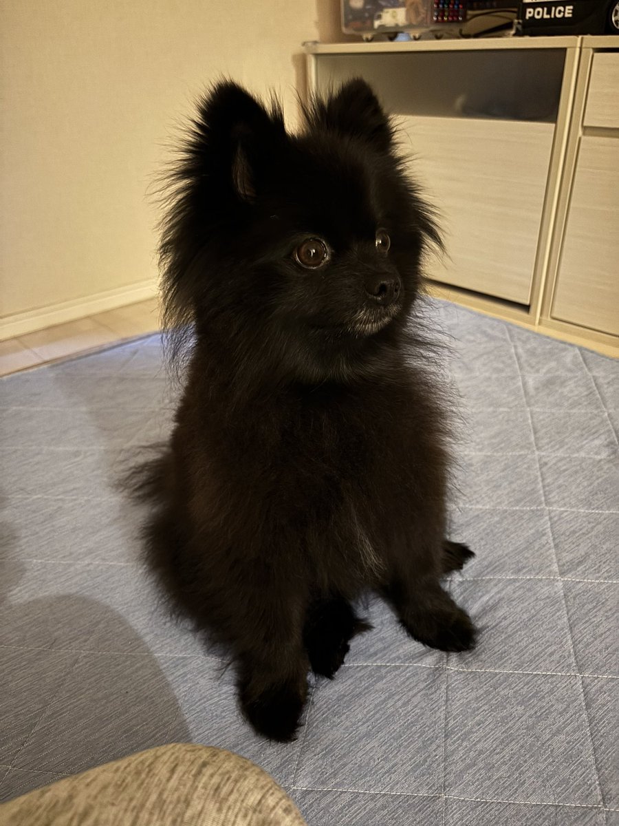 黒ポメラニアンのぷーちゃん (@phoochannel) / Posts / X
