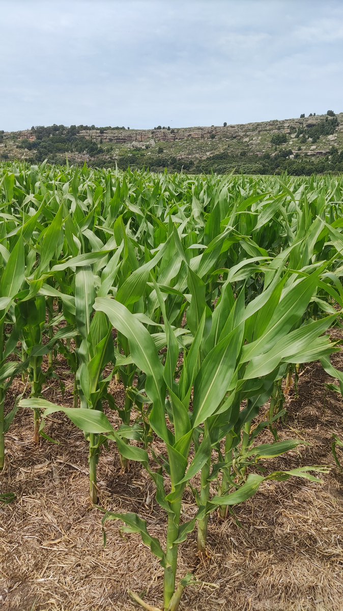 ¡En el sudeste bonaerense, la #UPA #MAIZ supera cada desafío! 💪🌾🌽
#juntossabemosmas
<a href="/aapresid/">Aapresid</a>
<a href="/agriglobal/">Pino Termine</a>
<a href="/ckc/">Carrie</a>
<a href="/advantaseedsarg/">Advanta Semillas Arg</a>
<a href="/AgroSprayAR/">AgroSpray</a>
<a href="/BASF_Agro_ARG/">BASF Agro Argentina</a>
<a href="/Fertiglobal1/">Fertiglobal</a>
<a href="/InsuAgro/">InsuAgro</a>
<a href="/NideraSemillas/">Nidera Semillas</a>
<a href="/NuseedSemillas/">𝗡𝘂𝘀𝗲𝗲𝗱 𝗦𝗲𝗺𝗶𝗹𝗹𝗮𝘀 🌱</a>
<a href="/PioneerSemillas/">Pioneer Semillas</a>
<a href="/ragtsemillas_ar/">𝗥𝗔𝗚𝗧 𝗦𝗲𝗺𝗶𝗹𝗹𝗮𝘀</a>
<a href="/Syngenta_ar/">Syngenta Argentina</a>
<a href="/chacraservicios/">Chacraservicios</a>