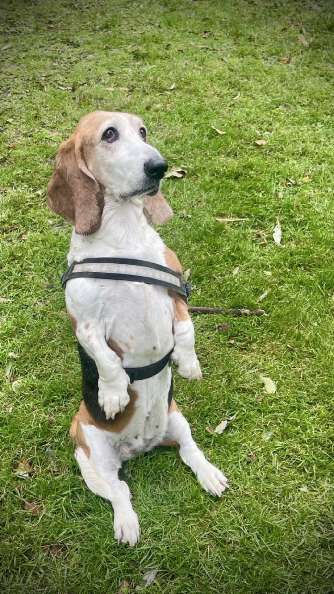 Post the last photo of your pet on your phone. 

I’ll go first. 

No cheating 👀