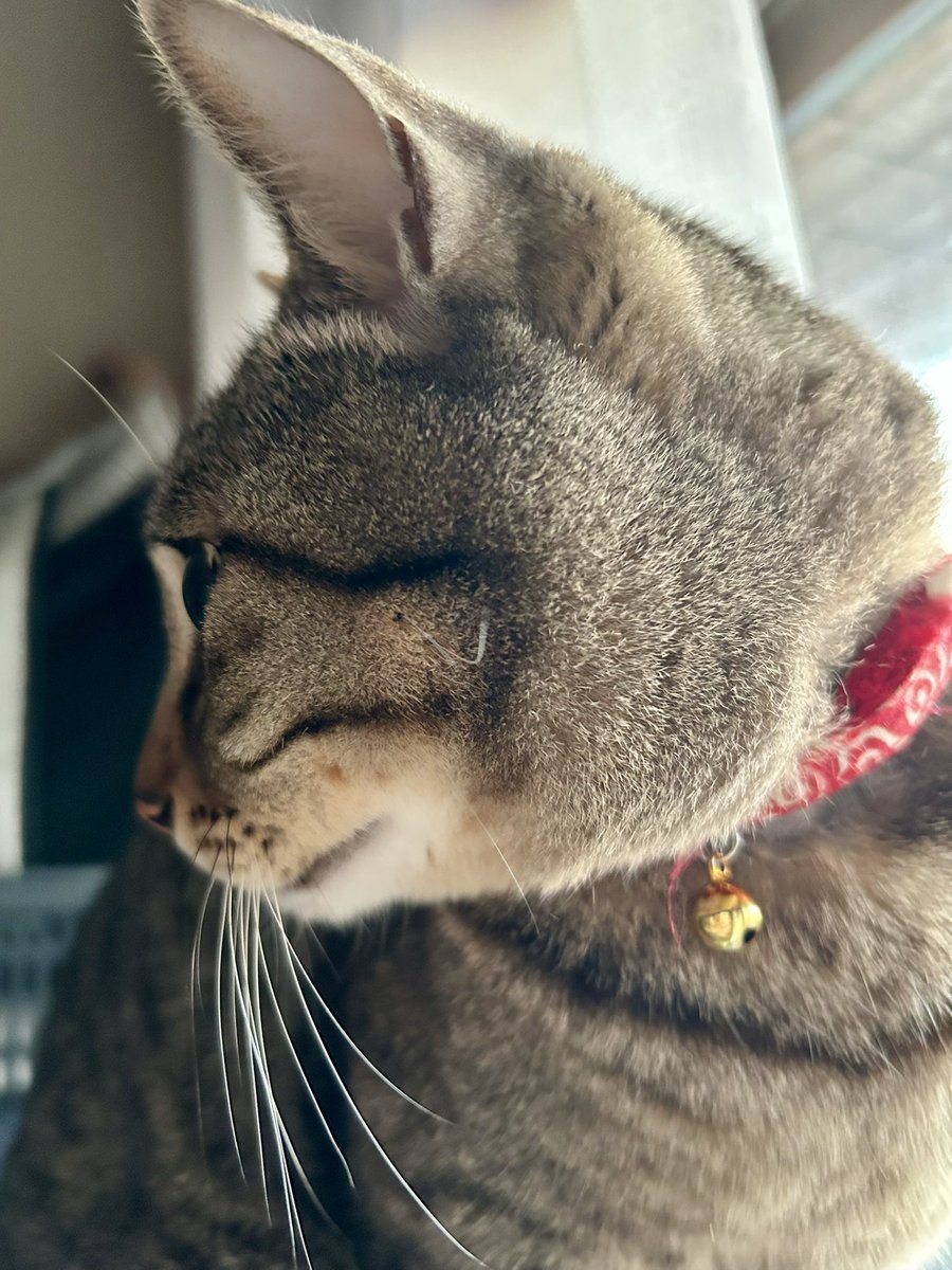 おはようございます☕️

#うちの猫 
#保護猫
