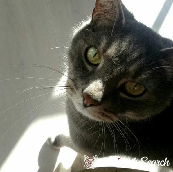 Paw Prints Left tweet media