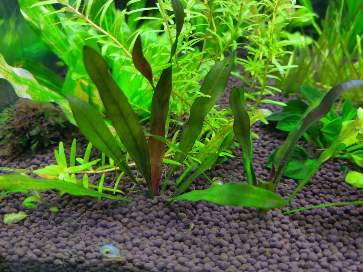 エキノドルス ホレマニー ダークグリーン charmさん由来の株の増殖株