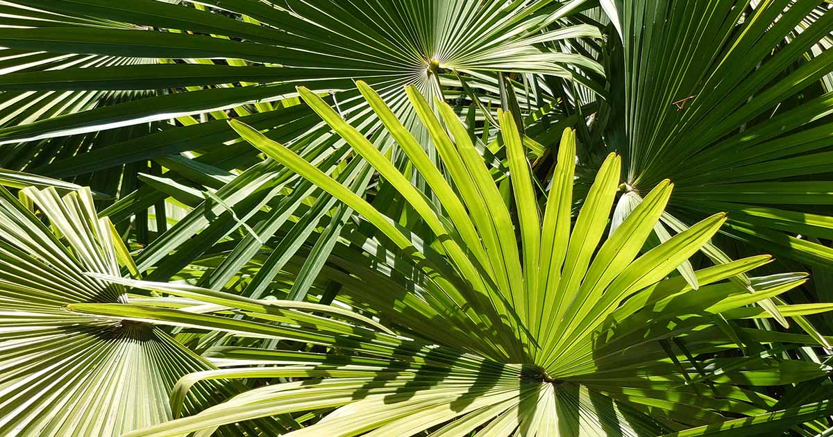 Gardeners_Path_'s tweet image. Fan Palms 101: How to Grow and Care for Fan Palms - Fan palms are known for their large, beautiful, pleated leaves. Learn more about these striking plants and how to care for them now on Gardener's Path. #palmtrees #gardeningtips #houseplants gardenerspath.com/plants/landsca…