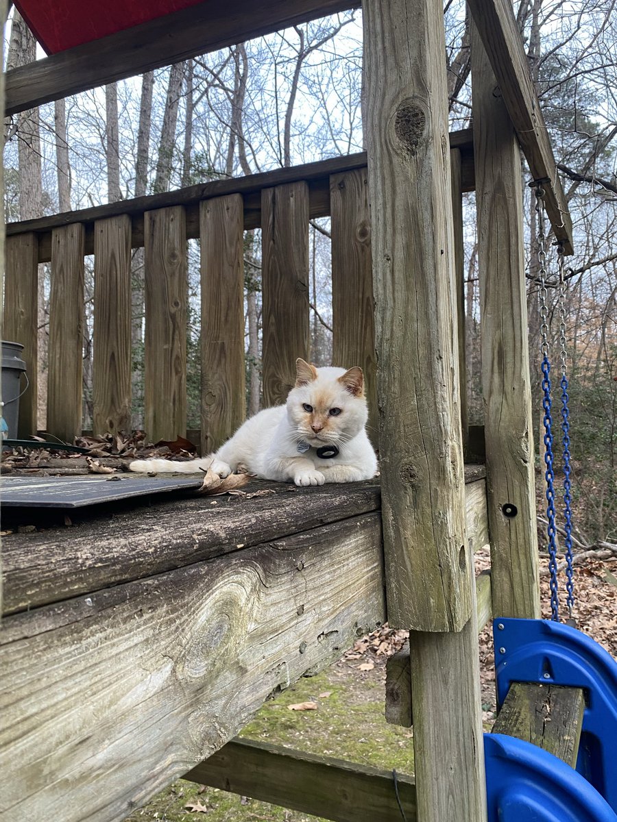 MRidgemere's tweet photo. Got my arthritis shot yesterday.  Now I can climb up into the playhouse. https://t.co/xlyrkmEr1J