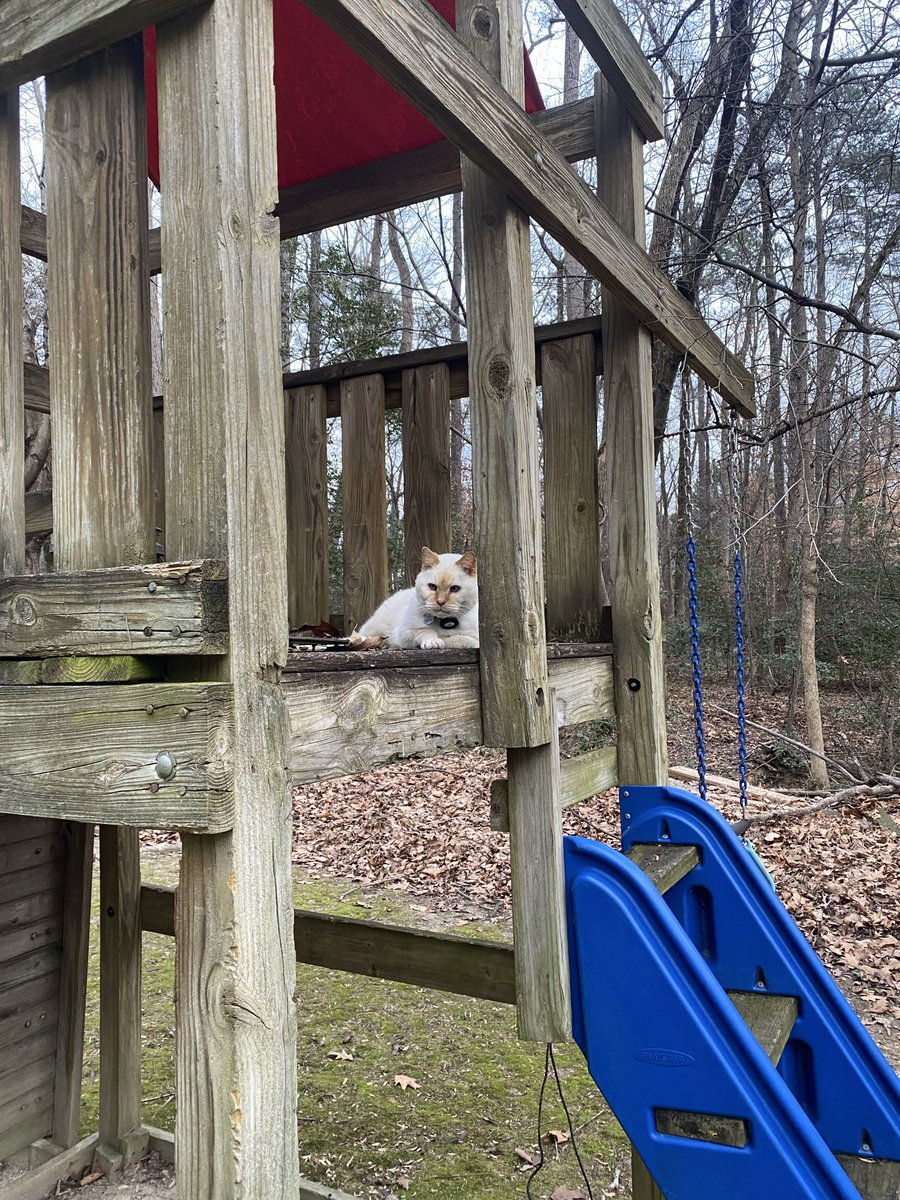 MRidgemere's tweet photo. Got my arthritis shot yesterday.  Now I can climb up into the playhouse. https://t.co/xlyrkmEr1J