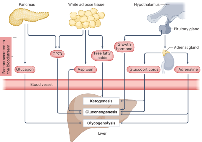 NatureRevEndo's tweet image. New content online: Endocrine regulation of the hepatic fasting response: cues, cooperation and consequences dlvr.it/TQG1J4