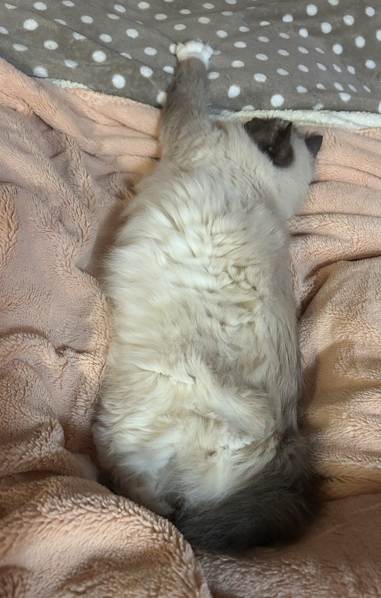 Ganesh LeBirman tweet media