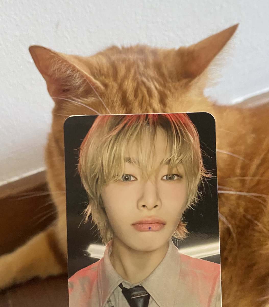 shoyoskz's tweet photo. meow https://t.co/26qWl2Oty3