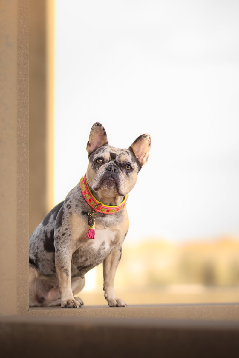 Lil Pups Club tweet media