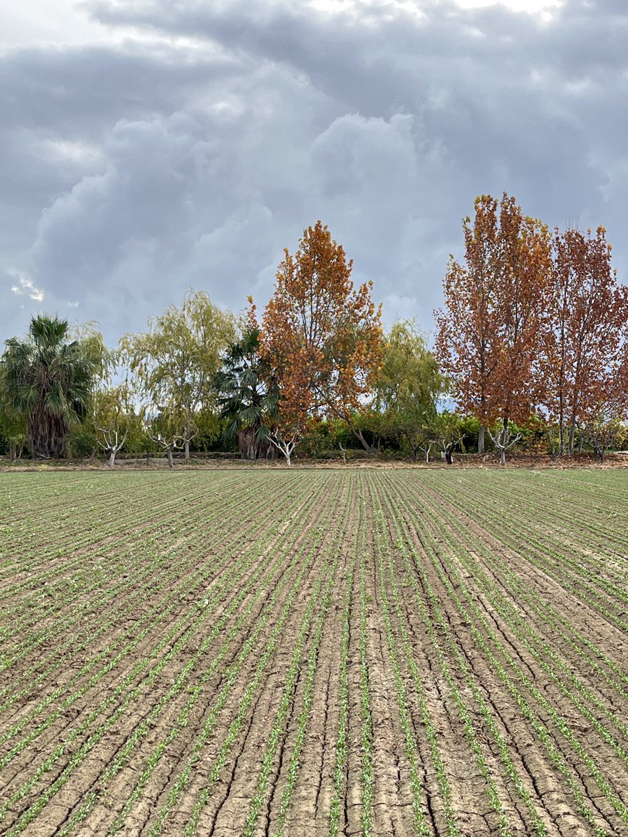 🍋 Cuando veáis una fila de 🌳🌳🌳🌳🌳 de gran porte, en la mayoría de los casos, estáis viendo el curso de una acequia.