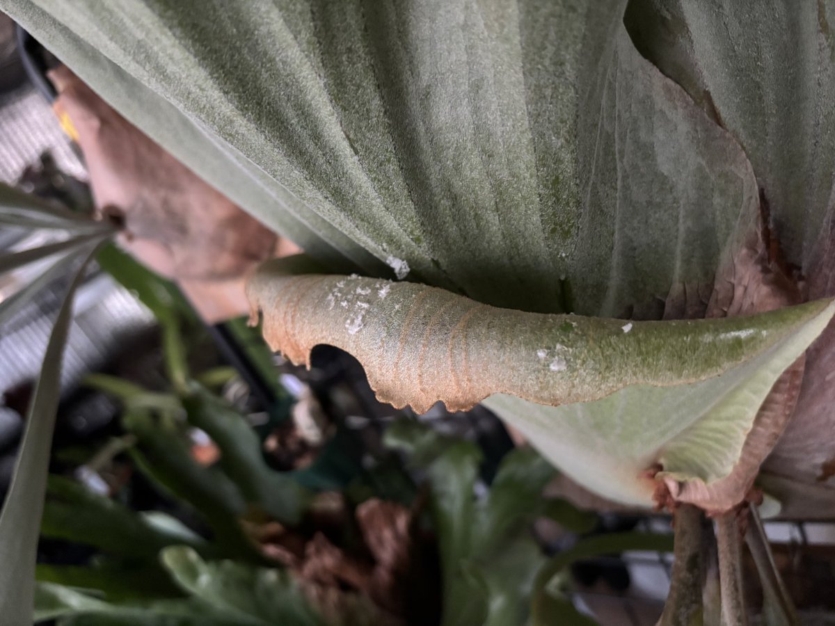 古い貯水葉のトリコームを削りながら、1年ぶりに新たな貯水葉が展開中