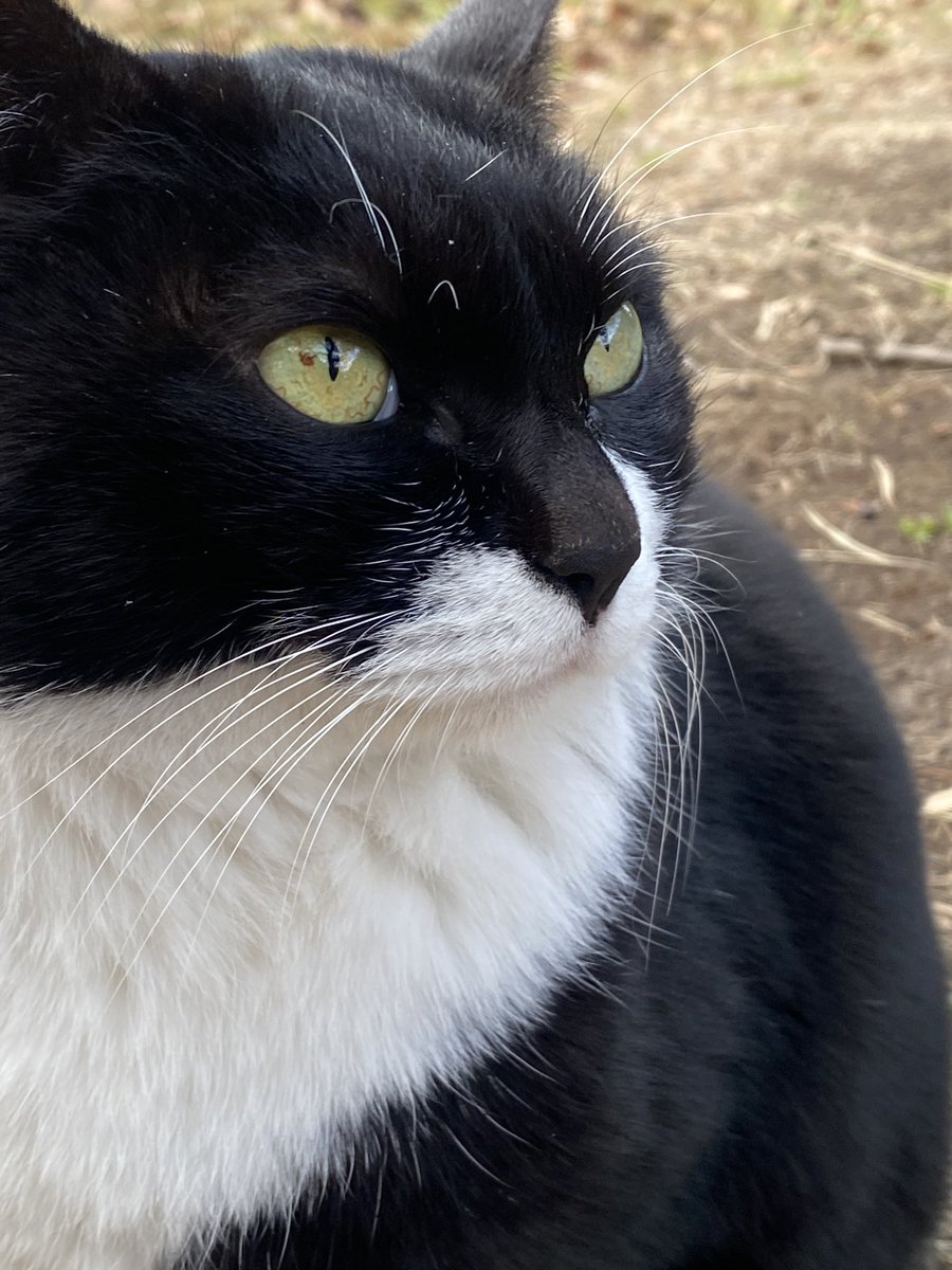 にゃん太郎 (@nyannyan__taro) / Posts / X