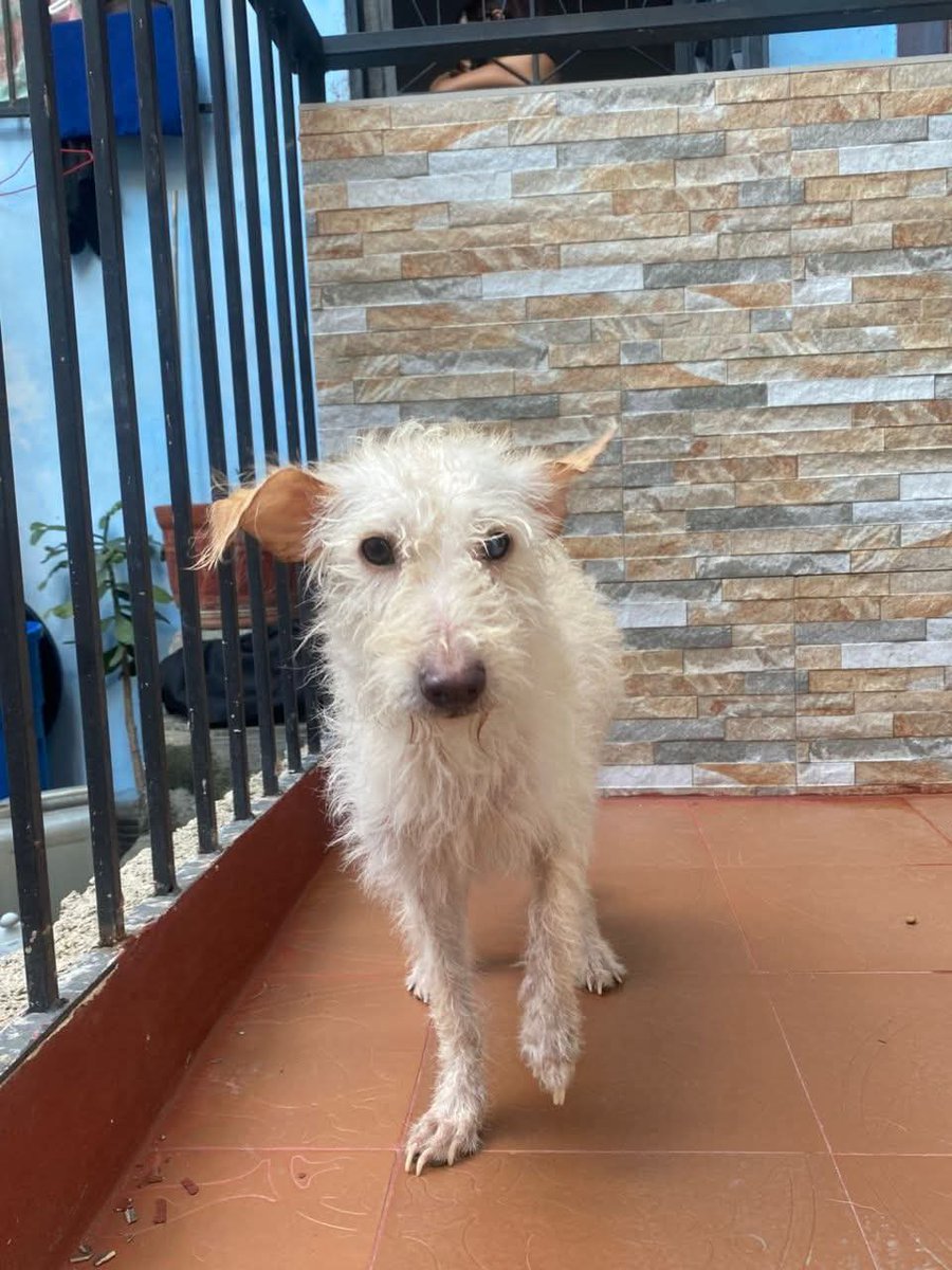 Miniature Poodle American Cocker Spaniel Cross Poodle Cockapoo Dog American  Cocker Spaniel Poodle Mix Cockapoo Cocker, image size:900x1200