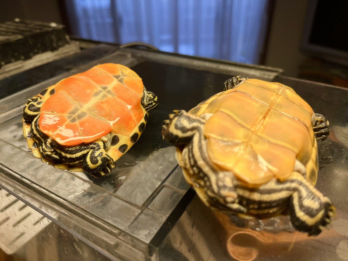 冬眠中のチェック。
アカハラ何ちゃらで売られてた個体、左がうちで植物餌育成、右が秋に引き取った個体。

ケラチン肥大化で脱皮不全の成長阻害、故に甲高でブクブク。甲高崇拝は根強く、一部ブリーダーも血統アピールしてるけど、本当に良いのか？ただ無思考に加温して配合放り込んでるだけかも？😅