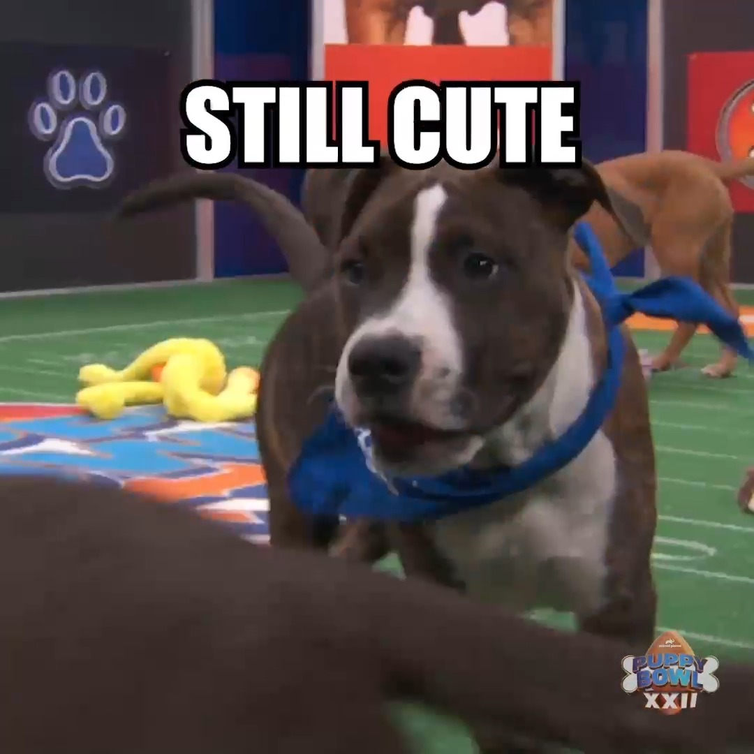 Animals - Chameleon Memes, image size:1080x1080