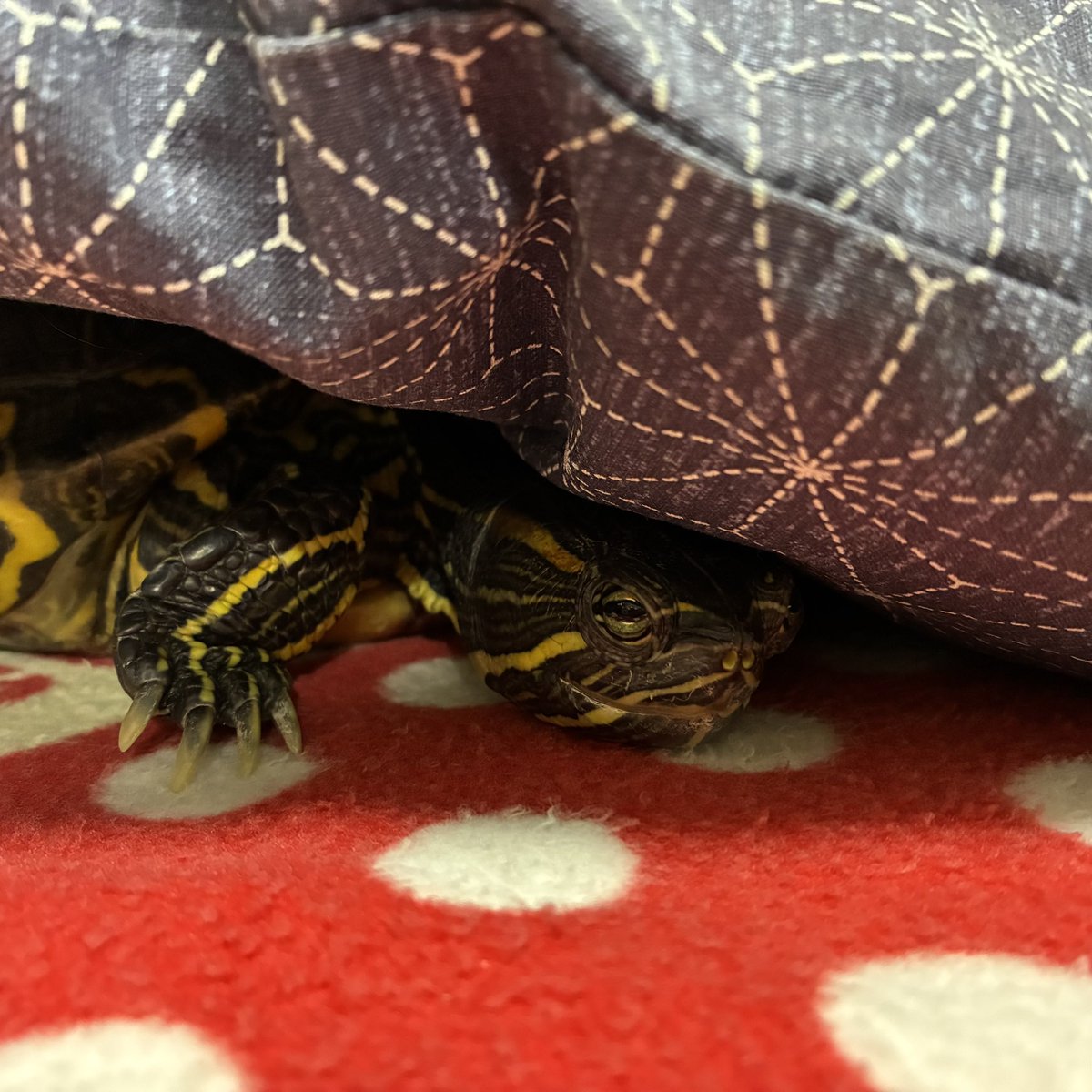 【みどりがめ】 かめきちさん、おはようございます☀ まだ眠そうやね〜 #かめ #カメ