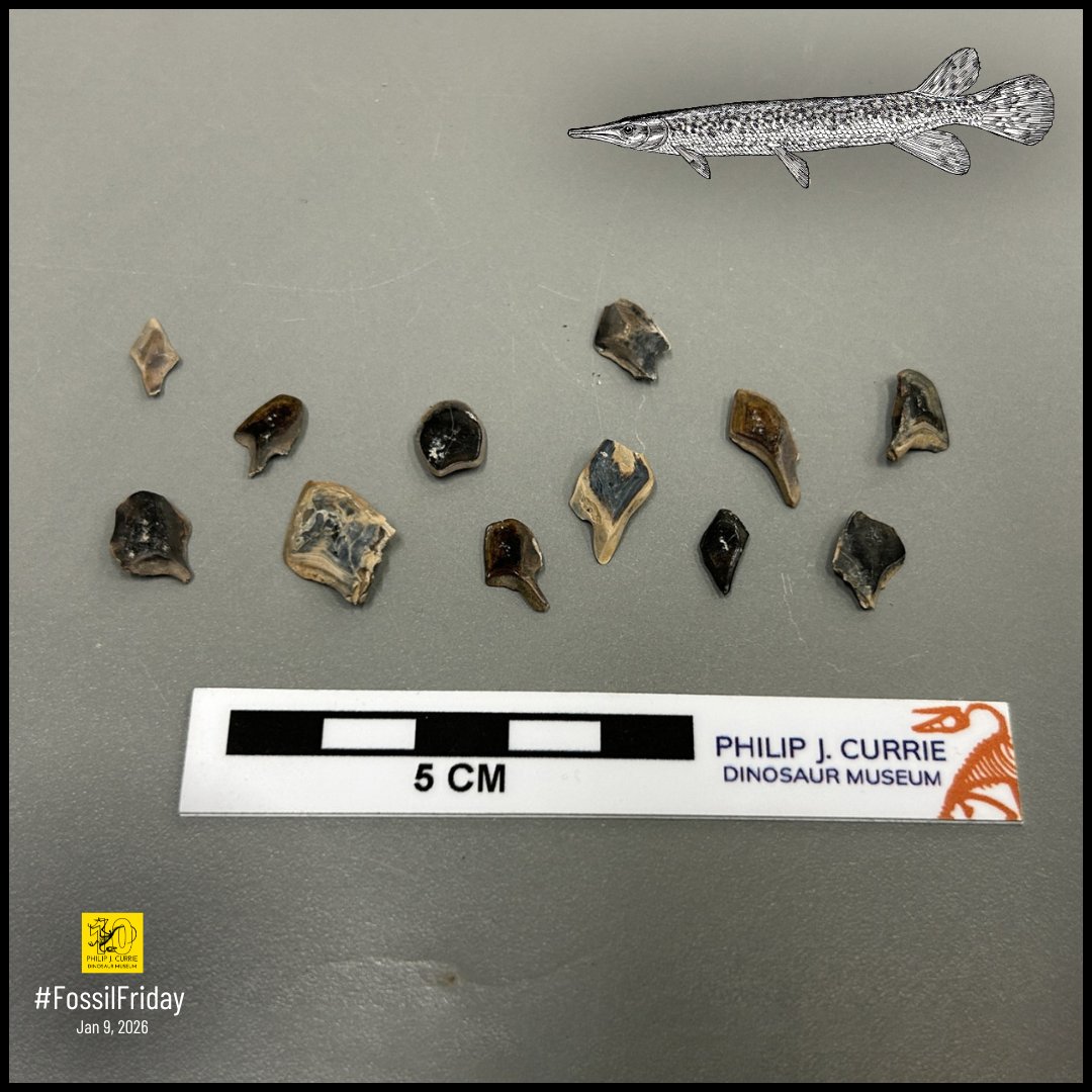 Philip J. Currie Dinosaur Museum tweet media