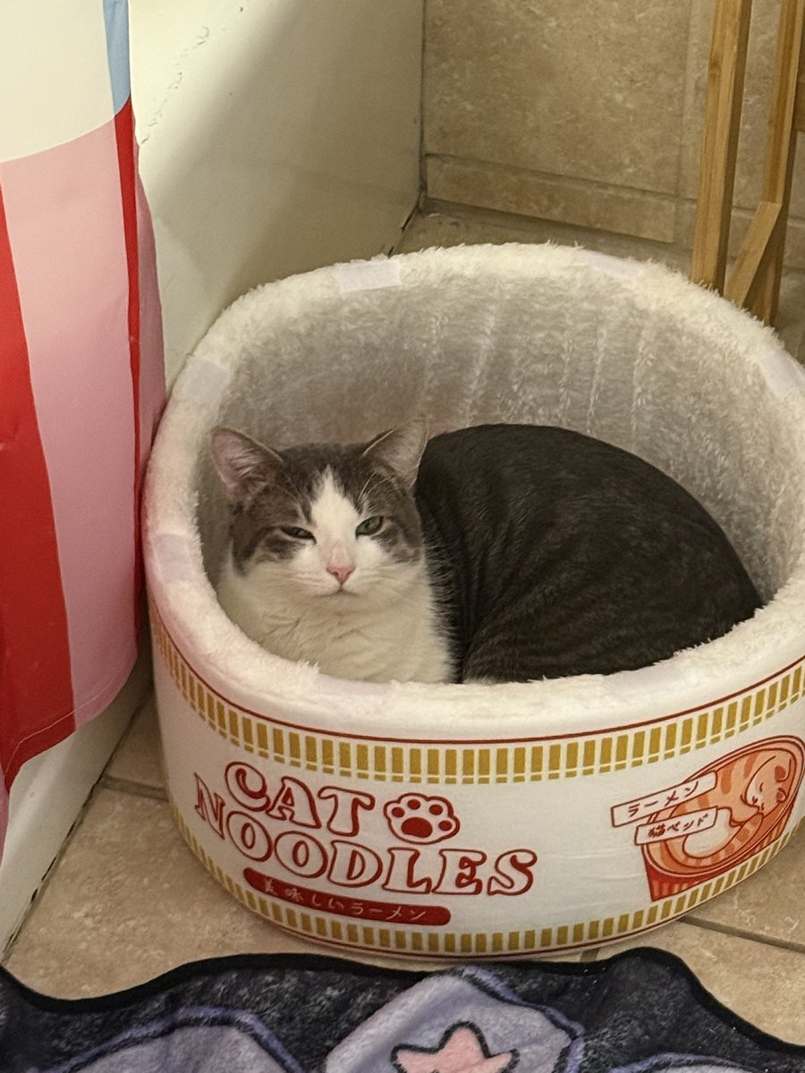 Verchimak's tweet photo. Cat soop https://t.co/Bf9AK2VpBv