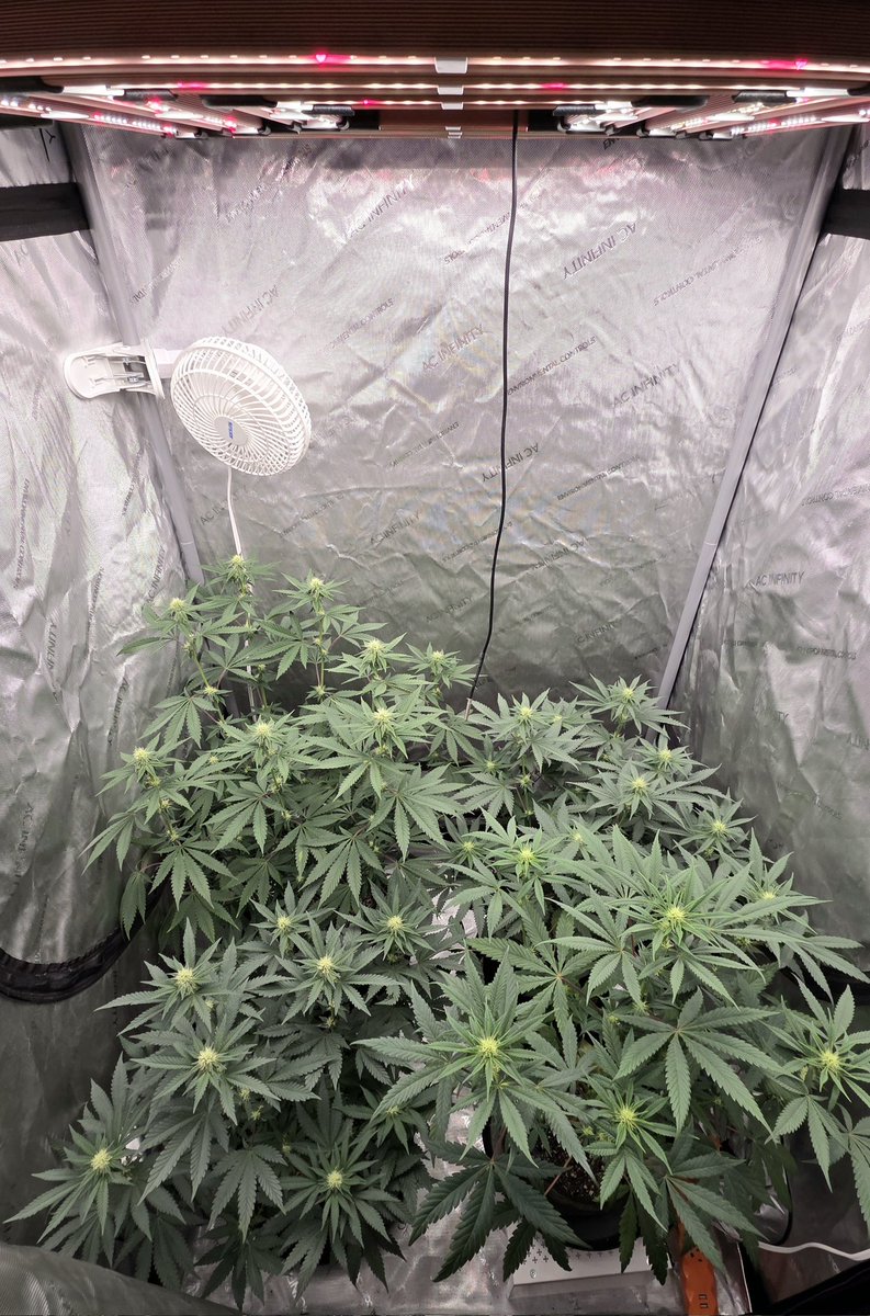 AlienFogMachine's tweet image. Quick peek into the Night Moves tent and I'm getting an immediate hit of black pepper. Wk 3 of flower coming to a close.