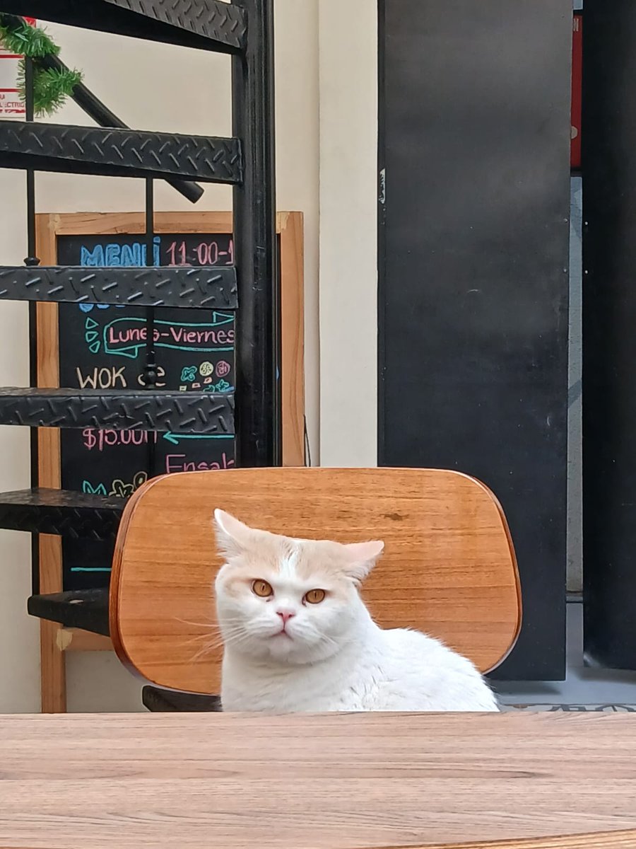 Mi mejor acompañante sin duda