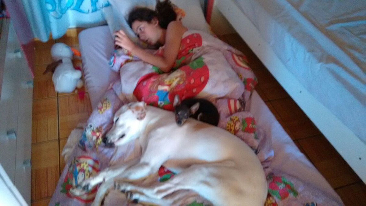 rayssaaaaabs's tweet photo. Você e o Harry trouxeram o melhor e mais feliz lado da vida para nós, desde pequena! 💗 Harry está com saudades de você também, vejo ele te procurando 🥺 https://t.co/FhHTzVoWgI
